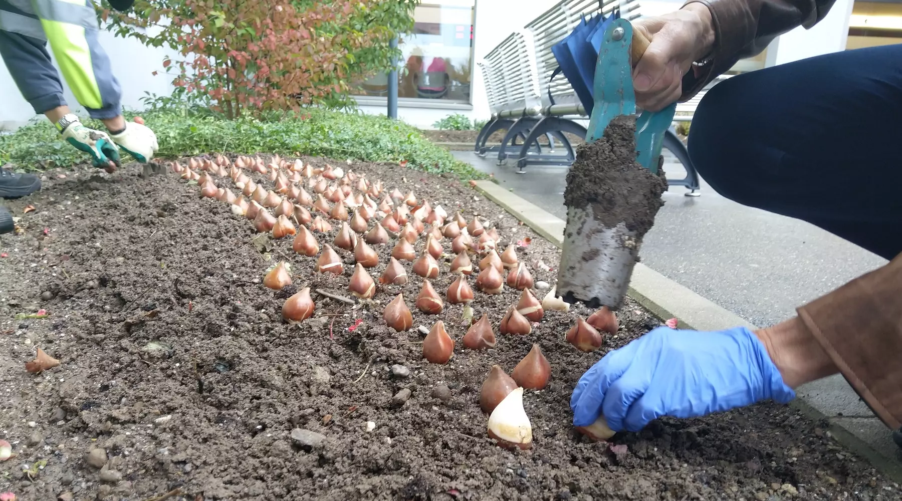 Eine Patientin pflanzt Tulpenzwiebeln