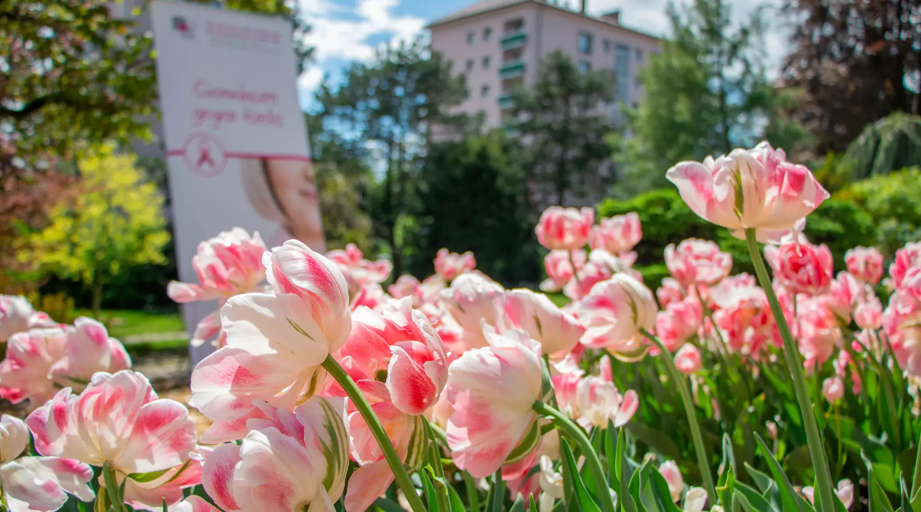 Les tulipes