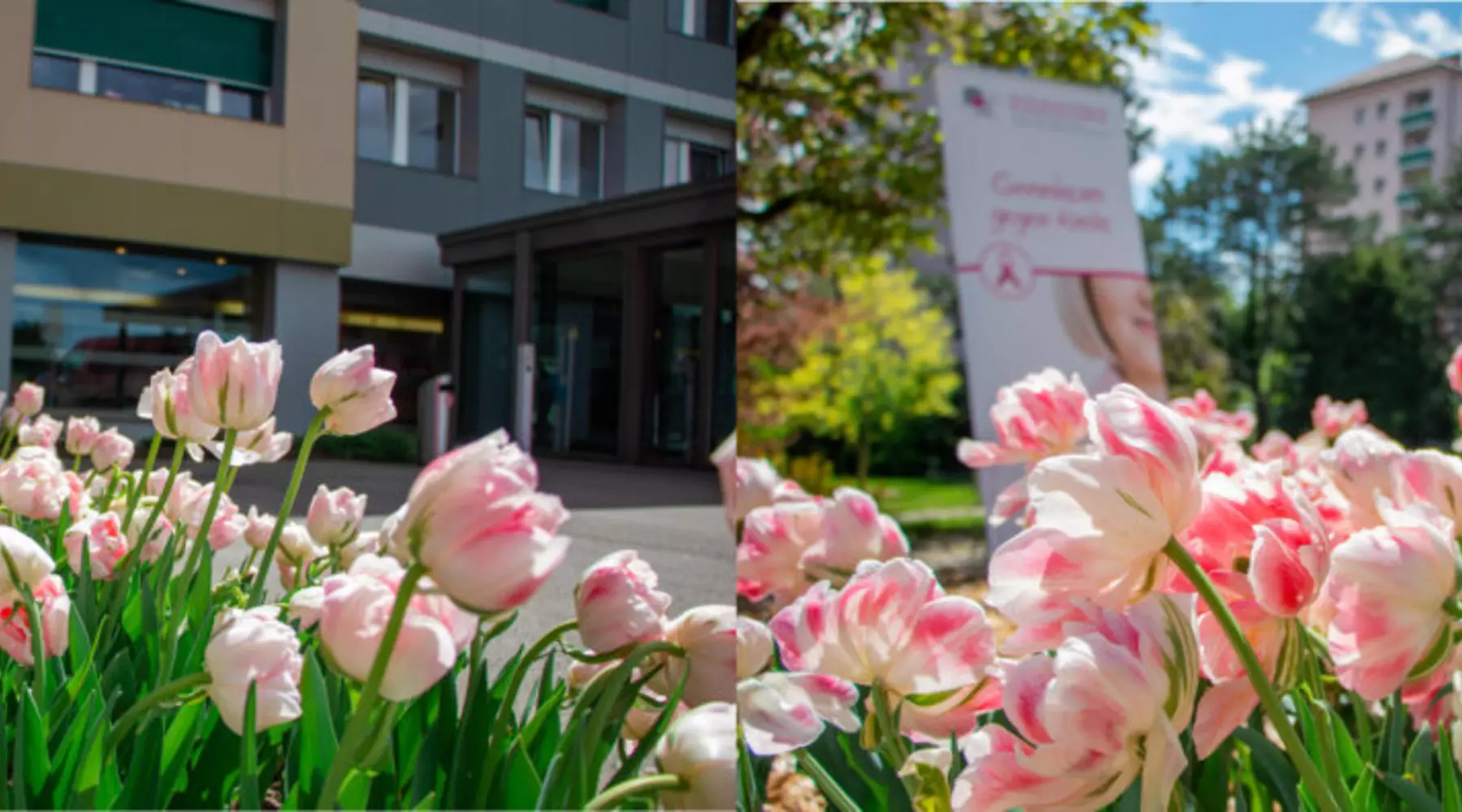 Les tulipes devant les entrées du CSF à Fribourg et le Daler