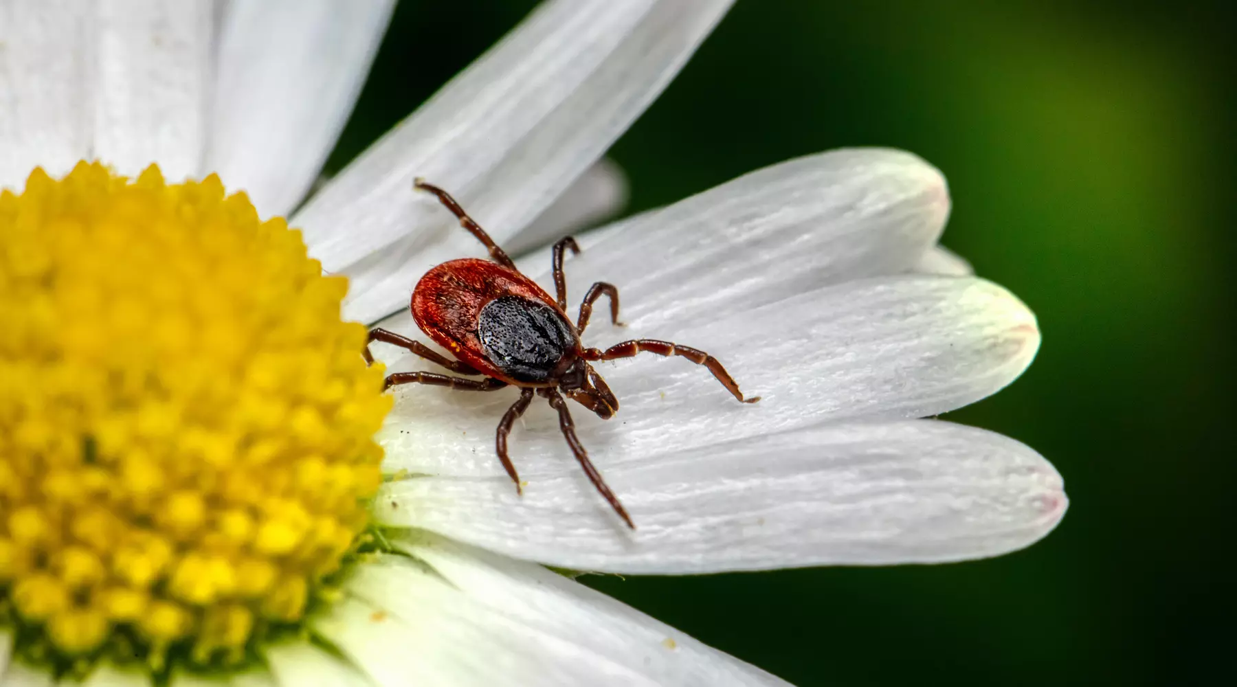 Tiques sur une jolie fleur 