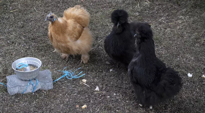 Des poules picorent dans le jardin