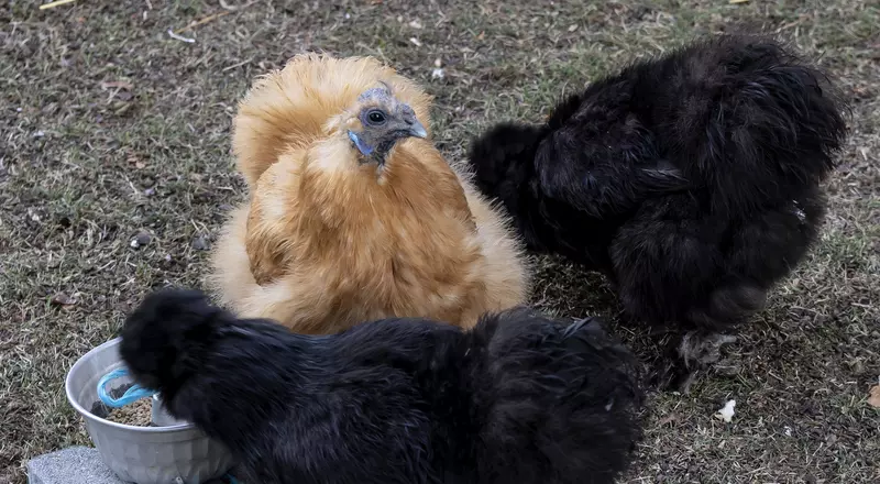 Des poules piquent des graines dans le jardin