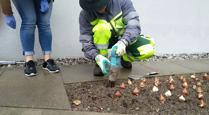 Le jardinier de l'HFR plante des bulbes de tulipes