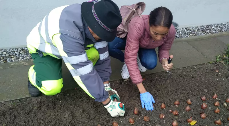 Une patiente et le jardinier plantent des bulbes de tulipes