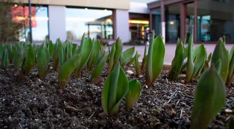 Tulpen vor dem Eingang des HFR Freiburg - Kantonsspital