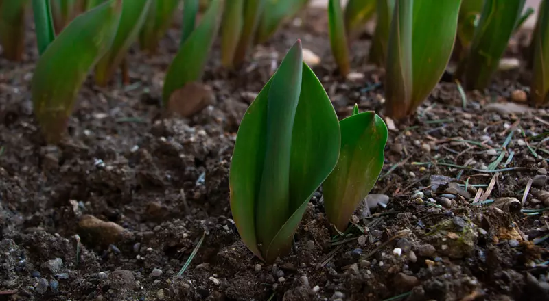 Les tulipes