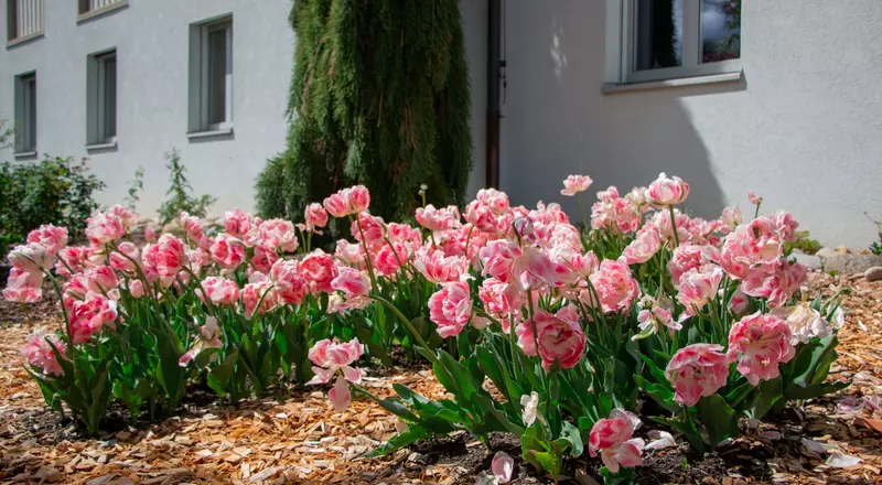 Un carré de tulipes