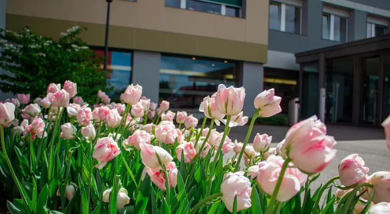 Tulpen vor dem Eingang des HFR Freiburg - Kantonsspital