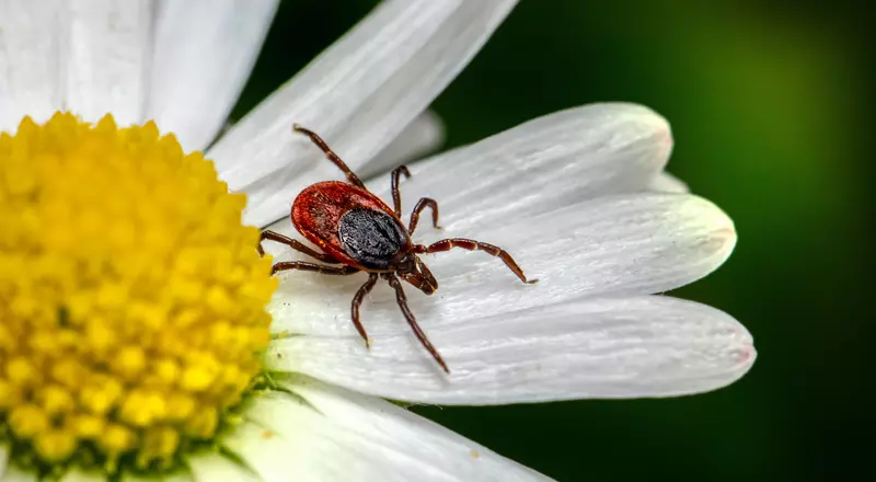 Zecken auf Blumen