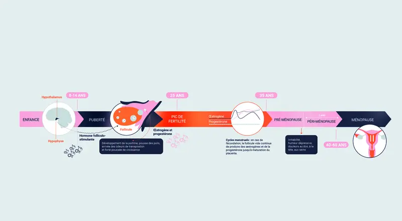 timeline hormone